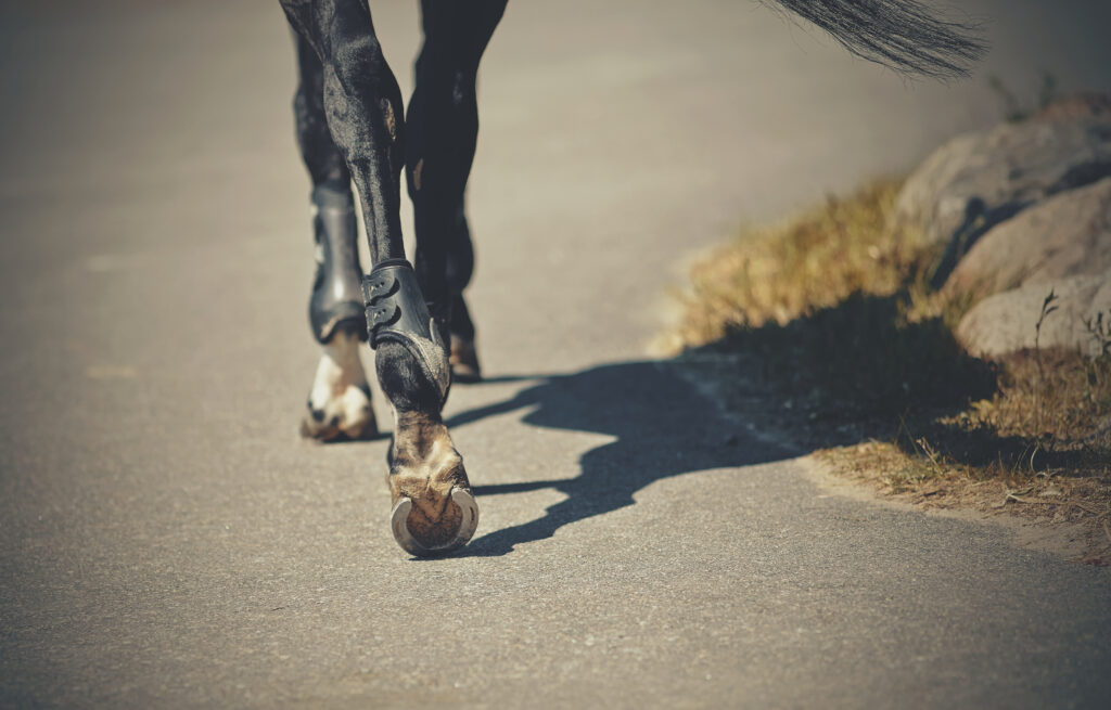 Top 4 Health Benefits of CBD for Horses