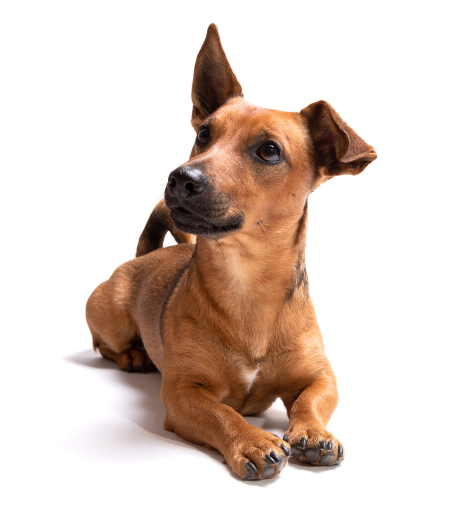 Why Give Your Pet CBD Oil?
