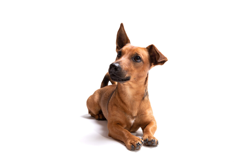Why Give Your Pet CBD Oil?